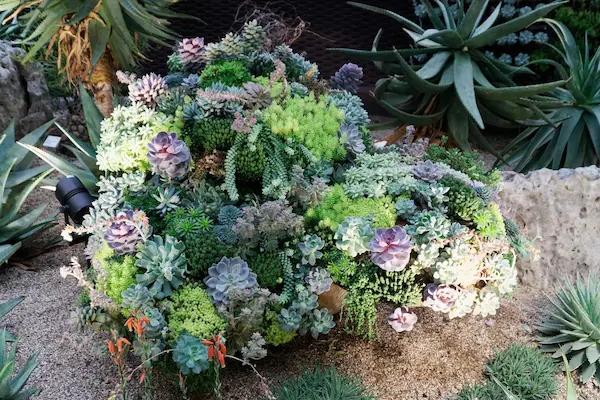 Succulent Garden (5)